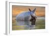 Nine-banded Armadillo, Dasypus novemcinctus, bathing and drinking-Larry Ditto-Framed Photographic Print