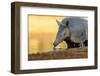 Nine-banded armadillo (Dasypus novemcinctus) drinking.-Larry Ditto-Framed Photographic Print