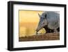 Nine-banded armadillo (Dasypus novemcinctus) drinking.-Larry Ditto-Framed Photographic Print