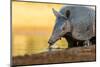 Nine-banded armadillo (Dasypus novemcinctus) drinking.-Larry Ditto-Mounted Photographic Print