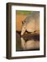 Nine-banded Armadillo (Dasypus novemcinctus) drinking-Larry Ditto-Framed Photographic Print