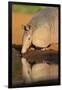 Nine-banded Armadillo (Dasypus novemcinctus) drinking-Larry Ditto-Framed Photographic Print