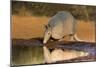 Nine-banded Armadillo (Dasypus novemcinctus) drinking-Larry Ditto-Mounted Photographic Print