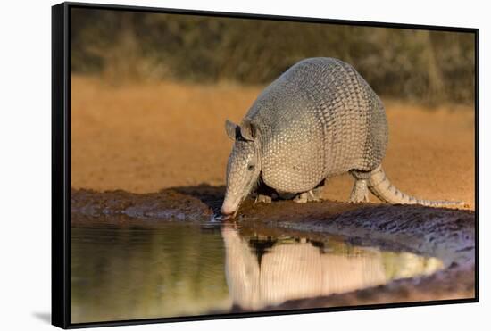 Nine-banded Armadillo (Dasypus novemcinctus) drinking-Larry Ditto-Framed Stretched Canvas