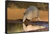 Nine-banded Armadillo (Dasypus novemcinctus) drinking-Larry Ditto-Framed Stretched Canvas