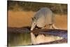 Nine-banded Armadillo (Dasypus novemcinctus) drinking-Larry Ditto-Stretched Canvas