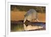 Nine-banded Armadillo (Dasypus novemcinctus) drinking-Larry Ditto-Framed Photographic Print