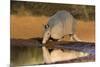 Nine-banded Armadillo (Dasypus novemcinctus) drinking-Larry Ditto-Mounted Photographic Print