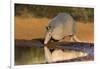 Nine-banded Armadillo (Dasypus novemcinctus) drinking-Larry Ditto-Framed Photographic Print