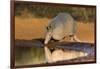 Nine-banded Armadillo (Dasypus novemcinctus) drinking-Larry Ditto-Framed Photographic Print