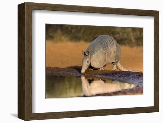 Nine-banded Armadillo (Dasypus novemcinctus) drinking-Larry Ditto-Framed Photographic Print