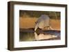 Nine-banded Armadillo (Dasypus novemcinctus) drinking-Larry Ditto-Framed Photographic Print