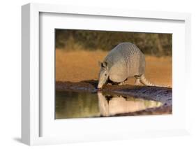 Nine-banded Armadillo (Dasypus novemcinctus) drinking-Larry Ditto-Framed Photographic Print