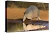 Nine-banded Armadillo (Dasypus novemcinctus) drinking-Larry Ditto-Stretched Canvas