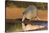 Nine-banded Armadillo (Dasypus novemcinctus) drinking-Larry Ditto-Stretched Canvas
