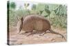 Nine Banded Armadillo, Named for the Overlapping Plates at Midriff-Louis Agassiz Fuertes-Stretched Canvas