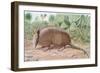 Nine Banded Armadillo, Named for the Overlapping Plates at Midriff-Louis Agassiz Fuertes-Framed Giclee Print