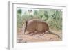 Nine Banded Armadillo, Named for the Overlapping Plates at Midriff-Louis Agassiz Fuertes-Framed Giclee Print