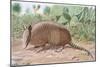 Nine Banded Armadillo, Named for the Overlapping Plates at Midriff-Louis Agassiz Fuertes-Mounted Giclee Print