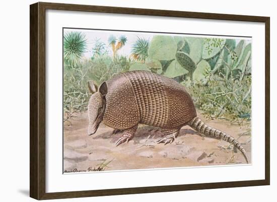 Nine Banded Armadillo, Named for the Overlapping Plates at Midriff-Louis Agassiz Fuertes-Framed Giclee Print