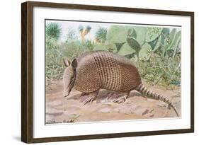 Nine Banded Armadillo, Named for the Overlapping Plates at Midriff-Louis Agassiz Fuertes-Framed Giclee Print