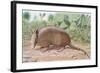 Nine Banded Armadillo, Named for the Overlapping Plates at Midriff-Louis Agassiz Fuertes-Framed Giclee Print