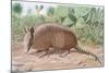 Nine Banded Armadillo, Named for the Overlapping Plates at Midriff-Louis Agassiz Fuertes-Mounted Giclee Print