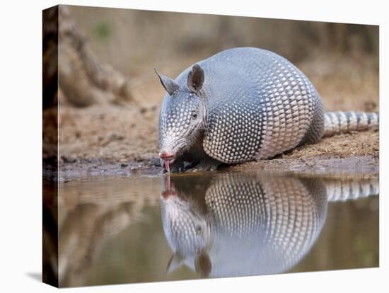 Nine-Banded Armadillo, Texas, USA-Larry Ditto-Stretched Canvas