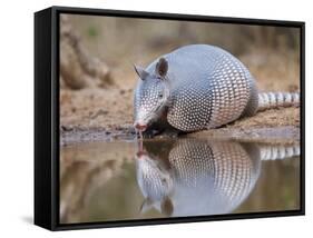 Nine-Banded Armadillo, Texas, USA-Larry Ditto-Framed Stretched Canvas