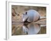 Nine-Banded Armadillo, Texas, USA-Larry Ditto-Framed Photographic Print