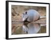 Nine-Banded Armadillo, Texas, USA-Larry Ditto-Framed Photographic Print