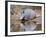 Nine-Banded Armadillo, Texas, USA-Larry Ditto-Framed Photographic Print