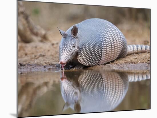 Nine-Banded Armadillo, Texas, USA-Larry Ditto-Mounted Photographic Print