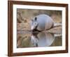 Nine-Banded Armadillo, Texas, USA-Larry Ditto-Framed Photographic Print