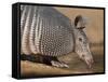 Nine-Banded Armadillo, Texas, USA-Larry Ditto-Framed Stretched Canvas