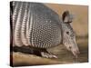 Nine-Banded Armadillo, Texas, USA-Larry Ditto-Stretched Canvas