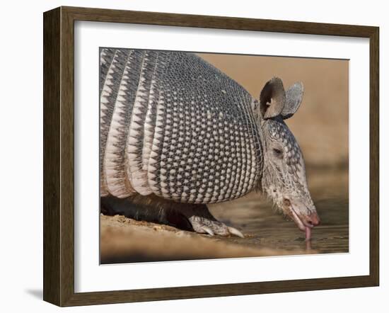 Nine-Banded Armadillo, Texas, USA-Larry Ditto-Framed Premium Photographic Print