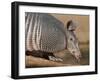 Nine-Banded Armadillo, Texas, USA-Larry Ditto-Framed Premium Photographic Print