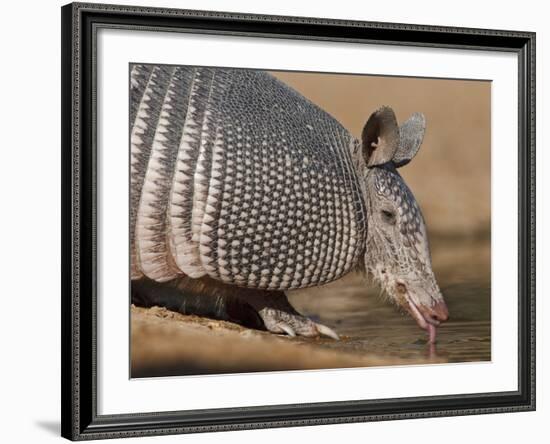 Nine-Banded Armadillo, Texas, USA-Larry Ditto-Framed Photographic Print