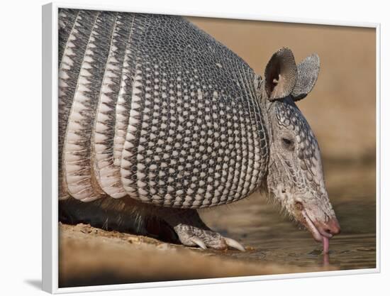 Nine-Banded Armadillo, Texas, USA-Larry Ditto-Framed Photographic Print