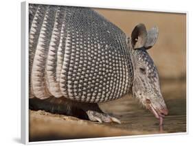 Nine-Banded Armadillo, Texas, USA-Larry Ditto-Framed Photographic Print