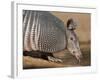 Nine-Banded Armadillo, Texas, USA-Larry Ditto-Framed Photographic Print