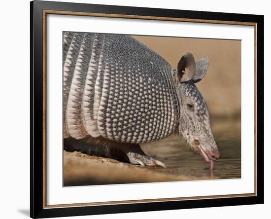 Nine-Banded Armadillo, Texas, USA-Larry Ditto-Framed Photographic Print