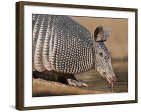 Nine-Banded Armadillo, Texas, USA-Larry Ditto-Framed Photographic Print