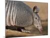 Nine-Banded Armadillo, Texas, USA-Larry Ditto-Mounted Photographic Print