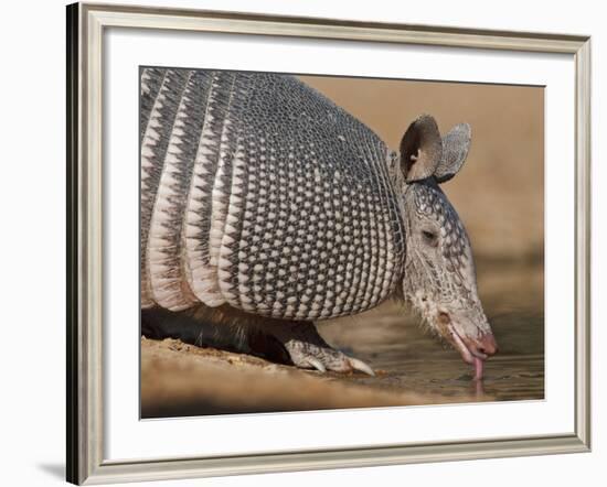 Nine-Banded Armadillo, Texas, USA-Larry Ditto-Framed Photographic Print