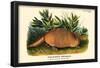 Nine-Banded Armadillo-null-Framed Poster