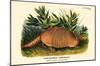 Nine-Banded Armadillo-null-Mounted Poster