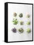 Nine Different Types of Sprouted Seeds-Thomas Dhellemmes-Framed Stretched Canvas