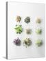 Nine Different Types of Sprouted Seeds-Thomas Dhellemmes-Stretched Canvas